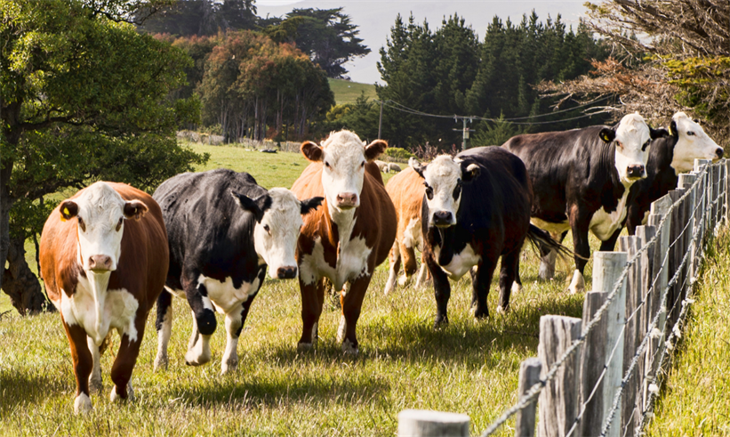 Celebrating Dairy Month in June